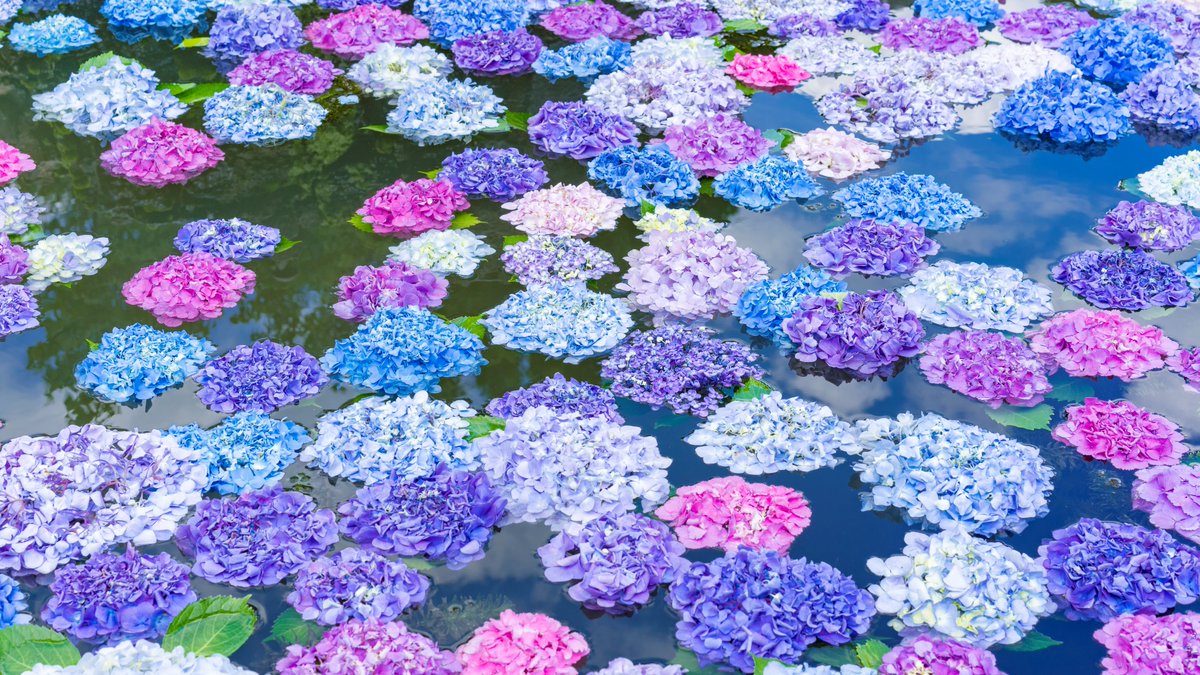 ちゃら 紫陽花 久安寺 池田 大阪北摂 Zeiss T Co Eq5hhgbktg Twitter ちゃら 紫陽花 久安寺 池田 大阪北摂 Zeiss T Co Eq5hhgbktg Twitter