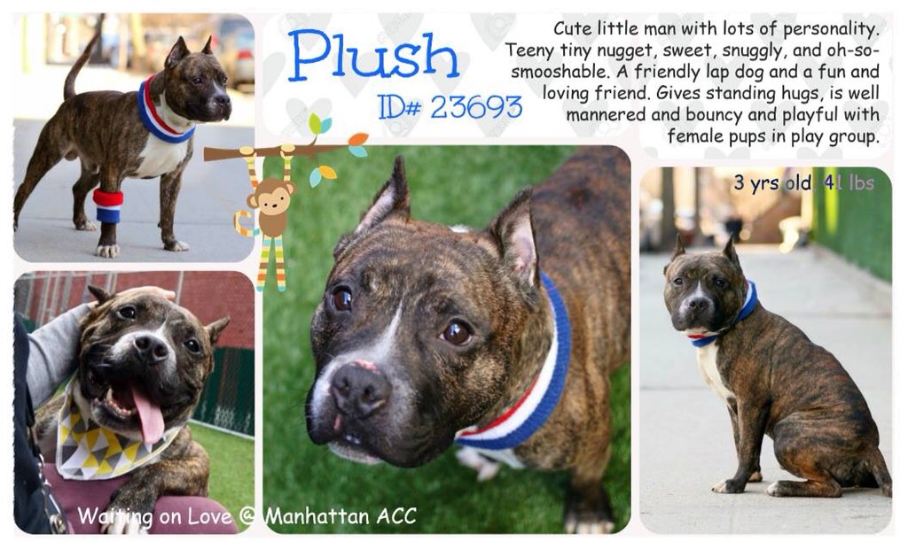 nasrene41's tweet photo. CUTE #PLUSH HAS BEEN #RETURNED! PLEASE HELP HIM FIND A “REAL”  FAMILY TO LOVE AND TO BE LOVED BEFORE HE ENDS UP ON #DEATHROW! 
#FOREVERHOME  #FOSTER #ADOPT #SAVEALIFE  #BRINDLE #EndBSL #GetYourRescueOn #RescueIsTheWayToGo  #HumaneNY #SavePLUSH
https://t.co/RU4vStkPlJ https://t.co/nwLzSUZiCU