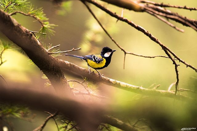 Green-backed tit (Parus monticolus)
Exif:
Camera: Nikon D750
Lens: Sigma 150-600mm f/5-6.3 DG OS HSM
F-stop: f/6.3
Focal Length: 600mm
Shutter Speed: 1/320
ISO: 640
#arunsankars1989photography #greenbackedtit #birdphotography #wildlife #wildlifephotograp… ift.tt/2JLq5mb