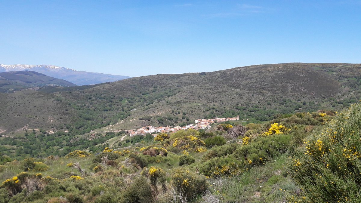 Luzlucix's tweet photo. Finde primaveral @soydehorcajo #horcajodelaribera #gredosnorte #piornoenflor #castillayleón #primavera #relax #estoesvida https://t.co/xEQyprkKxs