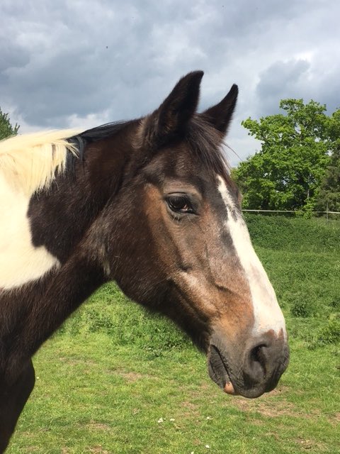 Frenchs_Equine's tweet photo. *🆘CRITICAL LAND APPEAL 🆘*
PLEASE HELP DOLLY & FRIENDS
We urgently need to rent acreage (10 OVN) in #Suffolk for our rescued #horses many, like Dolly (27) are elderly. Please if you have land within reach of #Ipswich please consider French’s #HelpSaveFrenchs CAN YOU HELP https://t.co/OOmXzsZ2WC