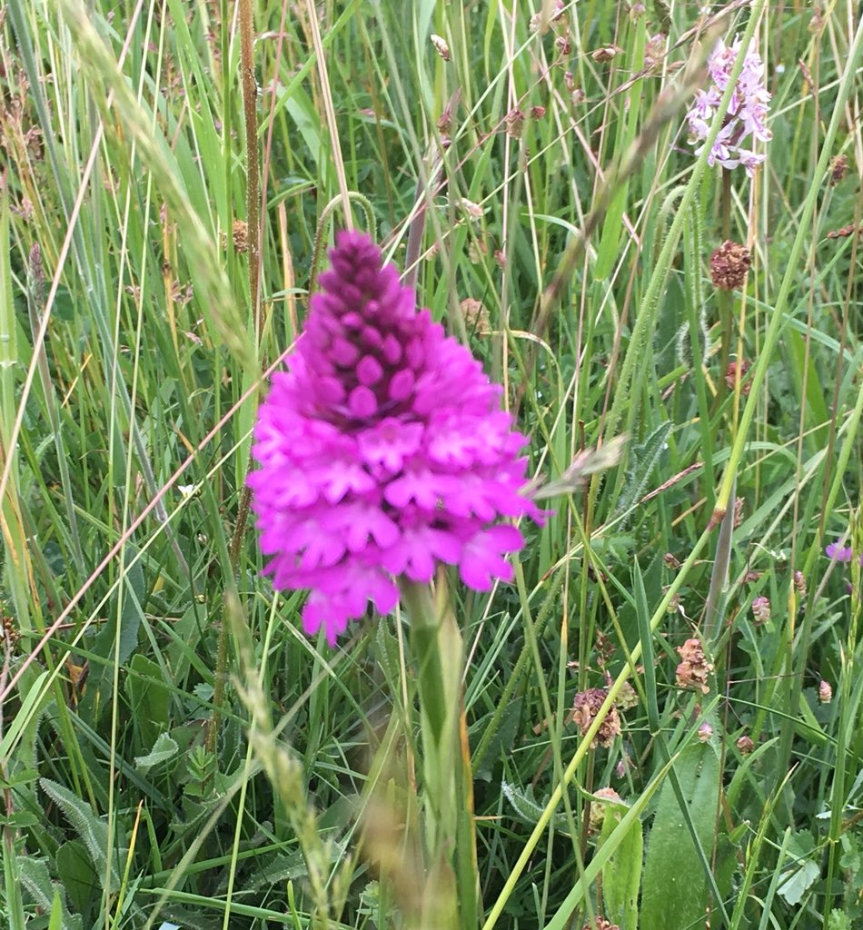 SkylarkArtist's tweet photo. National Nature Reserve...
Beacon Hill, Exton
most common species:
#FragrantOrchid #SaladBurnet #SheepsFescue #HorseshoeVetch #YellowWort #ClusteredBellflower #NNR
🌱💜🥗🐑🐎🌼🔔🌱 https://t.co/Zoyzz0hgol
