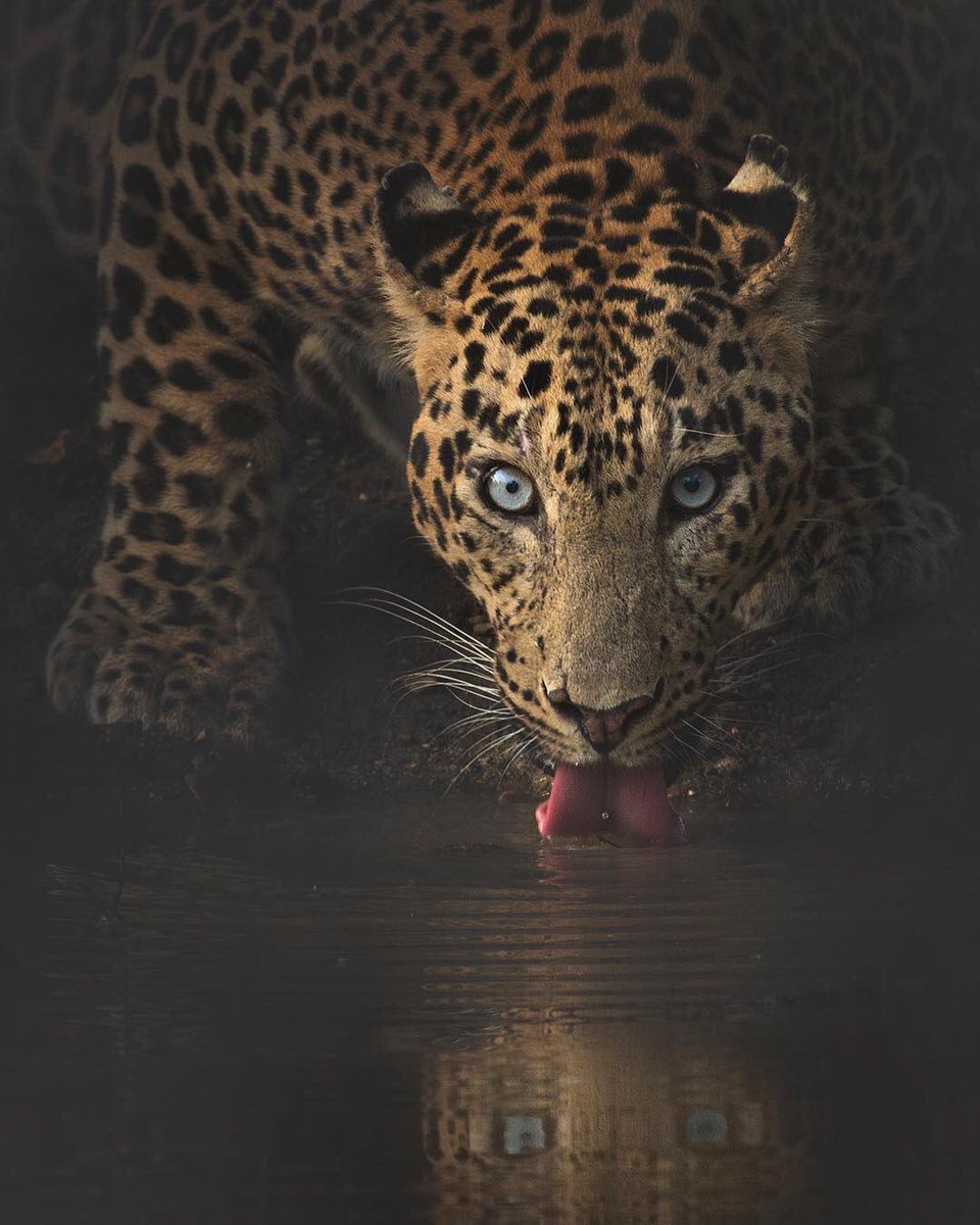 earthescope's tweet photo. Nagarhole National Park, India | Photography by Shaaz Jung https://t.co/UZ0vbTTtXB
