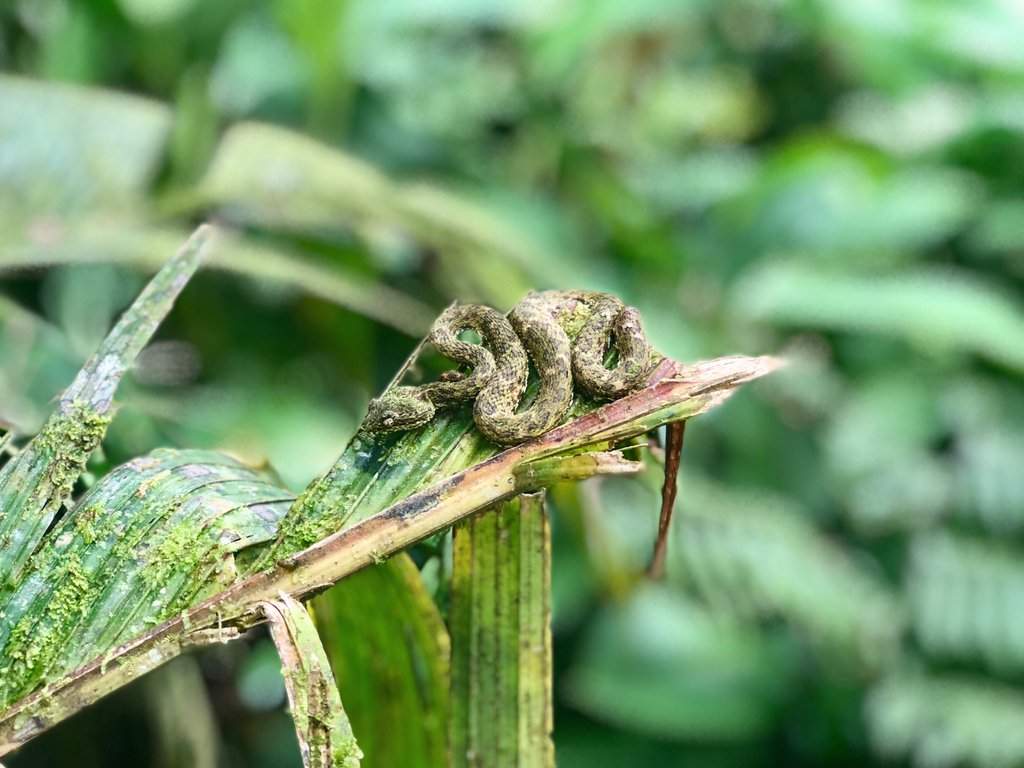 TwalingCR's tweet photo. Tenorio Volcano National Park 

#CostaRica #Snake #RioCeleste #TenorioVolcano #Travel #hiking #trail  #Trip #adventure #nature #wildlife  #NaturePhotography #animals #wildlifephotography #Twaling #TravelingWithALocal https://t.co/7DJNXnAtEb