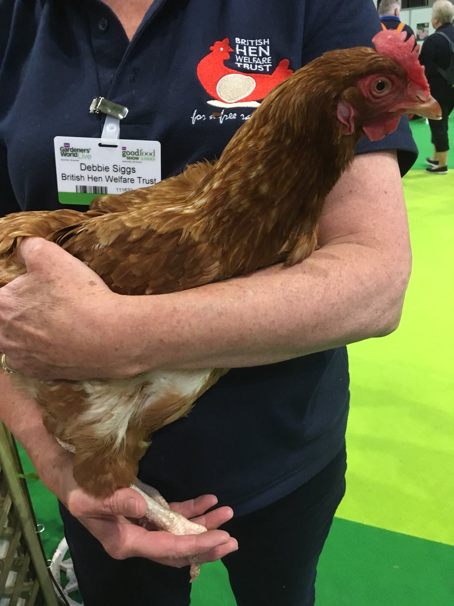 Rescue hen cuddling at the <a href="/BBCGWLive/">BBCGWLive</a> <a href="/BHWTOfficial/">British Hen Welfare Trust</a> <a href="/PoultryTalk/">Poultry Talk. com</a>
