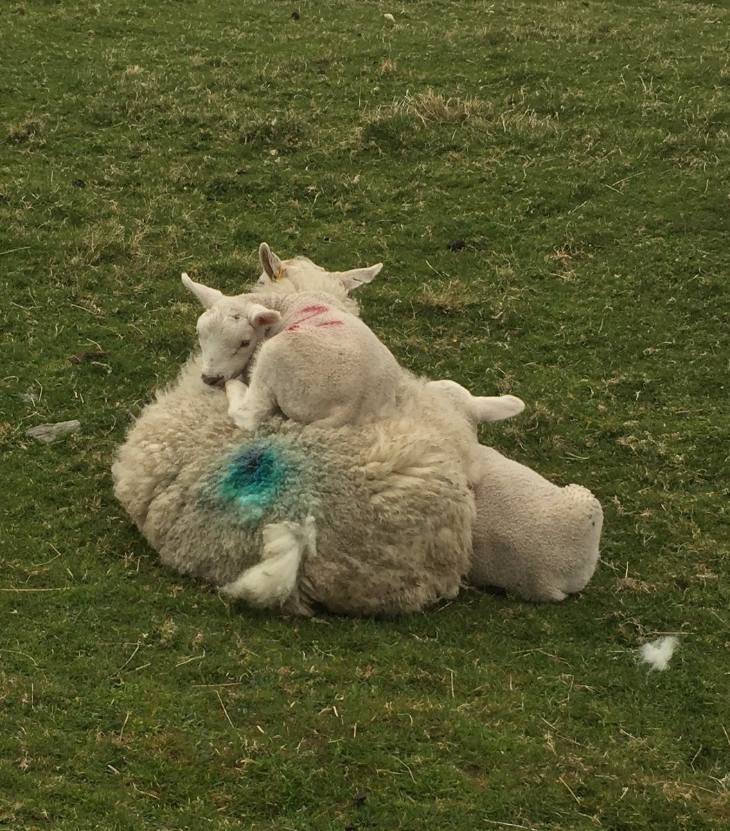 IonaVillageHall's tweet photo. Lost & โfound moneyโ ยฃ90 donated by @macinnes _john found in the fields when checking on the lambs #onavillagehall #weloveiona #junerosity #belongtoiona #farmer https://t.co/JPho2ZcCuF https://t.co/EFCXhgE0Yt