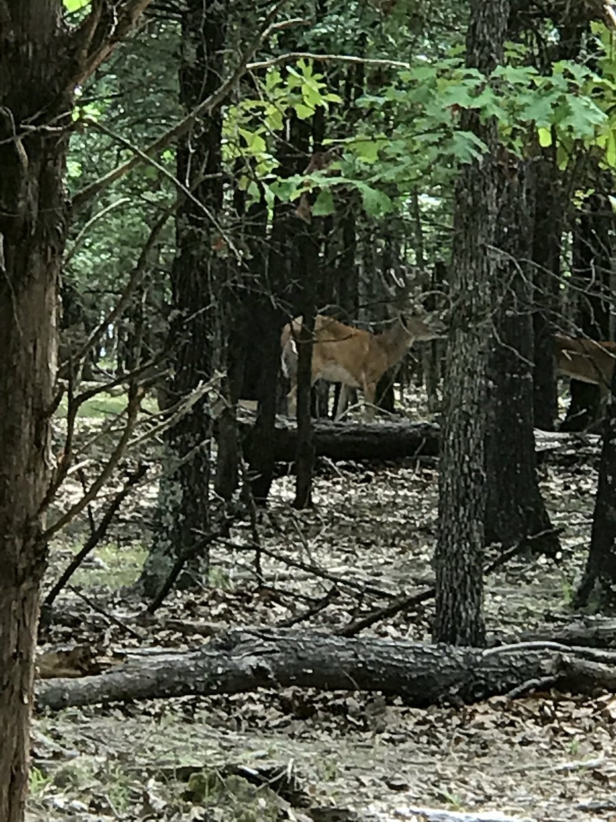 Nexttripwhite's tweet photo. Happy Father’s Day to all the dads and moms who are dads from all the bucks and does here at Next Trip Whitetails. We hope you are having a relaxing day. #Happyfathersday2018 #hunting #fishing https://t.co/KPdmRSOzLE