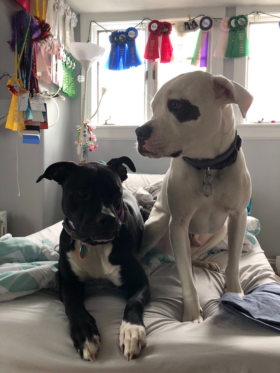 emmalamothe's tweet photo. If you guys can, please go to this link: https://t.co/esjGvRISmH this woman saved both of my puppies from kill shelters and has found homes for hundreds of others, these pups really need her to be in business. Anything helps!! https://t.co/PpACnauouQ