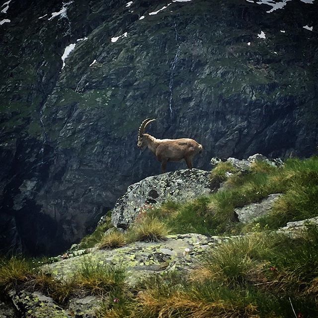 Batyst's tweet photo. Hey dude what’s up ? 🤙🏽🐐⛰
#Ibex #Bouquetin #Vanoise #LacBlanc #Termignon #ValCenis #HauteMaurienne #HauteMaurienneVanoise #InstantHMV #Maurienne #MauriennisezVous #Mountain #Montagne #Savoie #SavoieMontBlanc #Alpes #FrenchAlps #France #Colors #Beaut… https://t.co/KtKKlv9vbR https://t.co/nk7s3zI6Mp