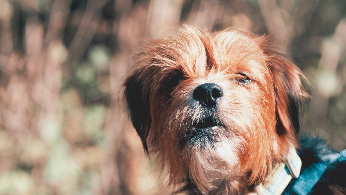 SuffolkWire's tweet photo. Canine Creche welcomes new Dog Walking Code https://t.co/9iJbk7IxKN @SuffolkCanine @BSEcaninecreche @IpswichCanineCr @NeedhamCanine #dogs #dog #dogwalker #walking #dogsoftwitter #dogowner #dogtastic #Suffolk #Suffolkdogs https://t.co/GRJVb05lAQ