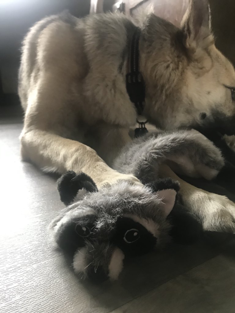 Billay15's tweet photo. Kado found the #MPRaccoon looks like he’s having fun with him but I don’t think #mprraccon likes it too much. https://t.co/qHZVvGttN2