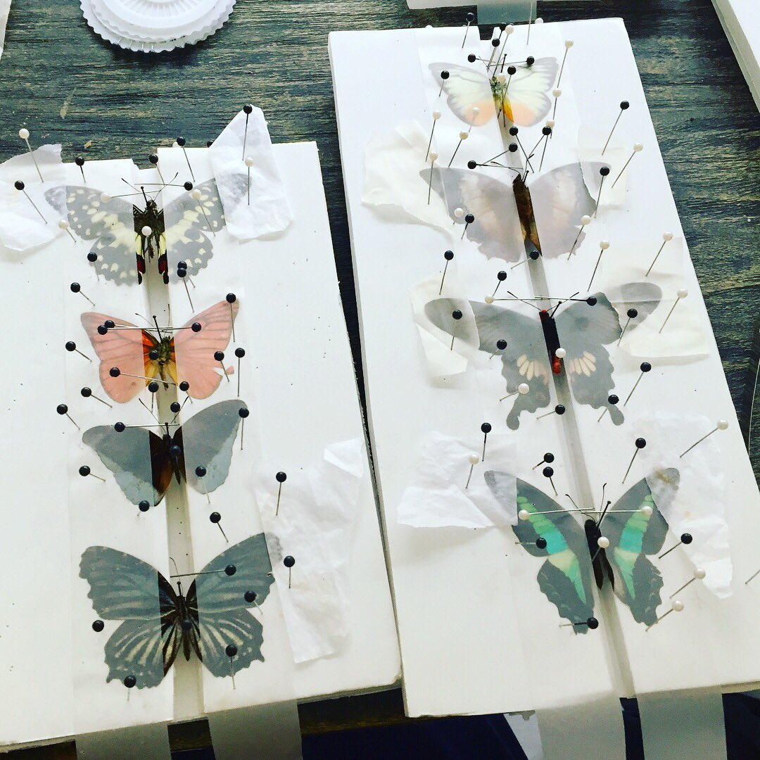 SarLouNic's tweet photo. Spent the afternoon learning how to preserve and set butterflies. 🦋 It was fun and almost meditative. Really pleased with how my framed butterflies have turned out and they look right at home in my hallway amidst the rest of my collection. #butterflytaxidermy #strangehobbies https://t.co/Vs6efyE9uL
