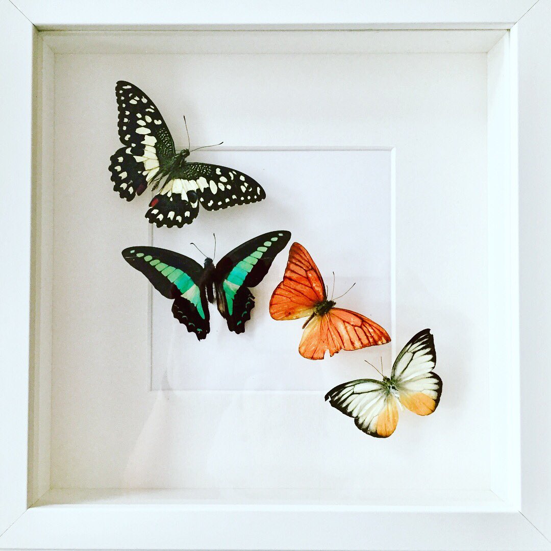 SarLouNic's tweet photo. Spent the afternoon learning how to preserve and set butterflies. 🦋 It was fun and almost meditative. Really pleased with how my framed butterflies have turned out and they look right at home in my hallway amidst the rest of my collection. #butterflytaxidermy #strangehobbies https://t.co/Vs6efyE9uL
