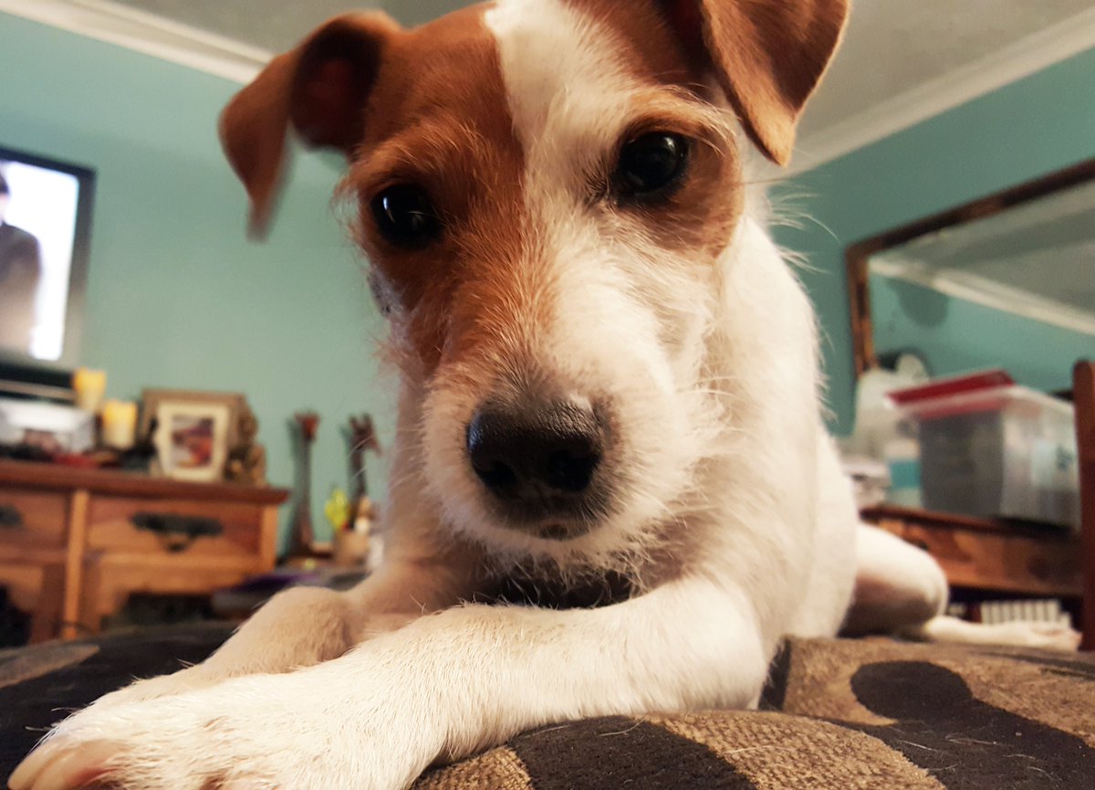 Hi @TheoPaphitis #SBS

Macy the Jack Russell says: 

'DoggyStyle is amazing for filthy dogs. It's natural, and great for your pussy too!'

Doggystyle Natural & Organic #Dog Shampoo, Pawbalm & Toothpaste.
Tested on humans.