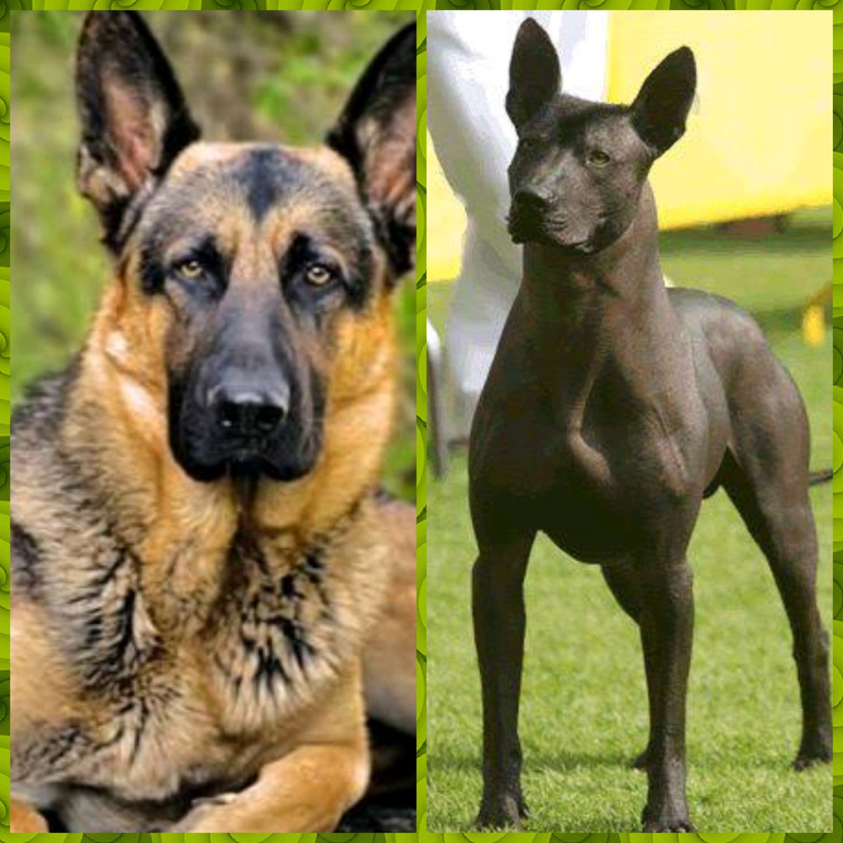 BireBire's tweet image. Y ustedes esperando un Chihuahua.