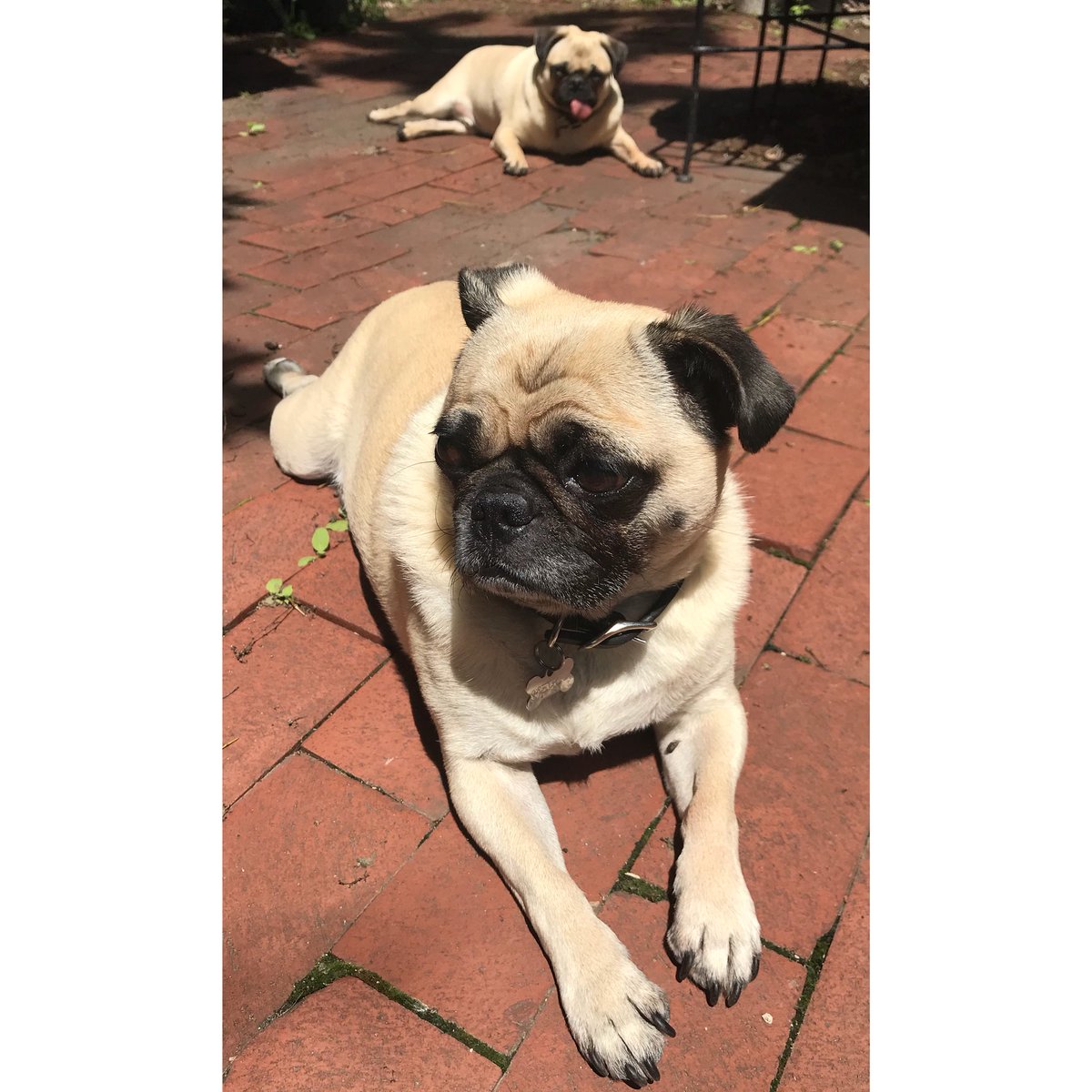 DingyProject's tweet photo. Sunbathing pups....

#sunbath #pugsofinstagram #pugs #sundayfunday #germanvillage #metricthepug #mooneythepug #brothers #tongueoutdontcare #dingyproject https://t.co/bOrwueMHWz