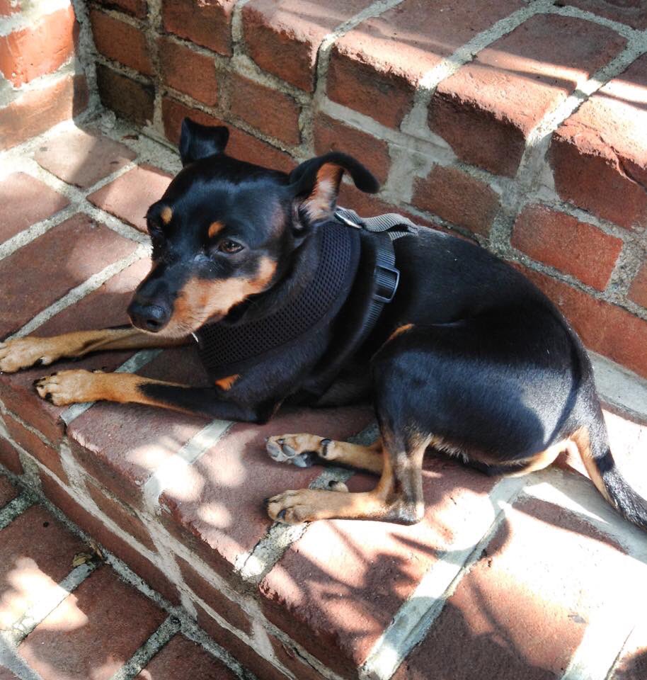 DingyProject's tweet photo. Today marks the anniversary of the day we lost our little Rex. His death is what created the @DingyProject and will help as many other rescue animals as possible.

We miss you Rex....

#rexreymundonieto #dingyproject https://t.co/VgdxYaZLsc