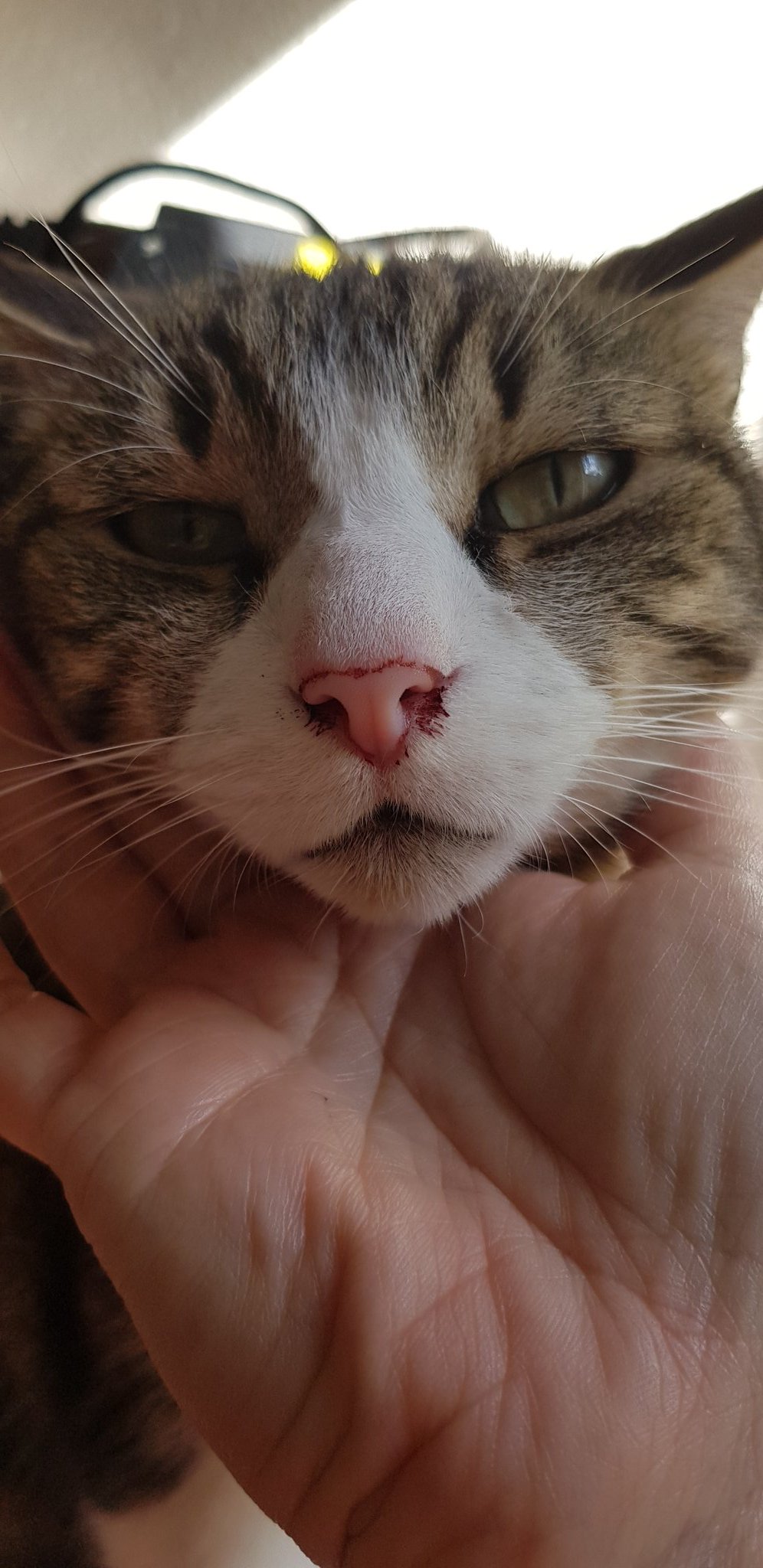 Galliane Sur Twitter Help Mon Chat Est Rentre Avec Le Nez Tache De Sang Une Idee Si Les Chat Saignent Du Nez Si C Est Grave Ou Pas