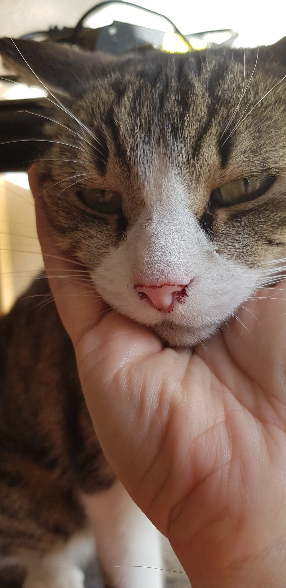 Twitter 上的 Galliane Help Mon Chat Est Rentre Avec Le Nez Tache De Sang Une Idee Si Les Chat Saignent Du Nez Si C Est Grave Ou Pas Pas D Eternuements
