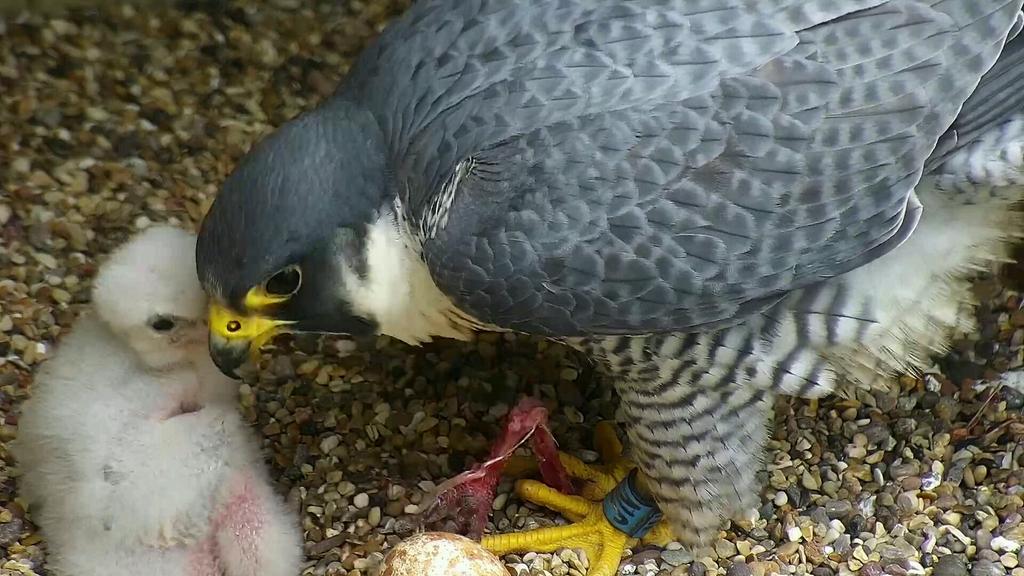 TauntonPeregri's tweet photo. Day8 Chick doing really well, right little porker!  Starting to fire poo with accuracy. https://t.co/zFcvdPjxIL
