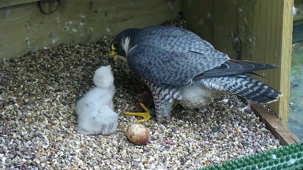 TauntonPeregri's tweet photo. Day8 Chick doing really well, right little porker!  Starting to fire poo with accuracy. https://t.co/zFcvdPjxIL