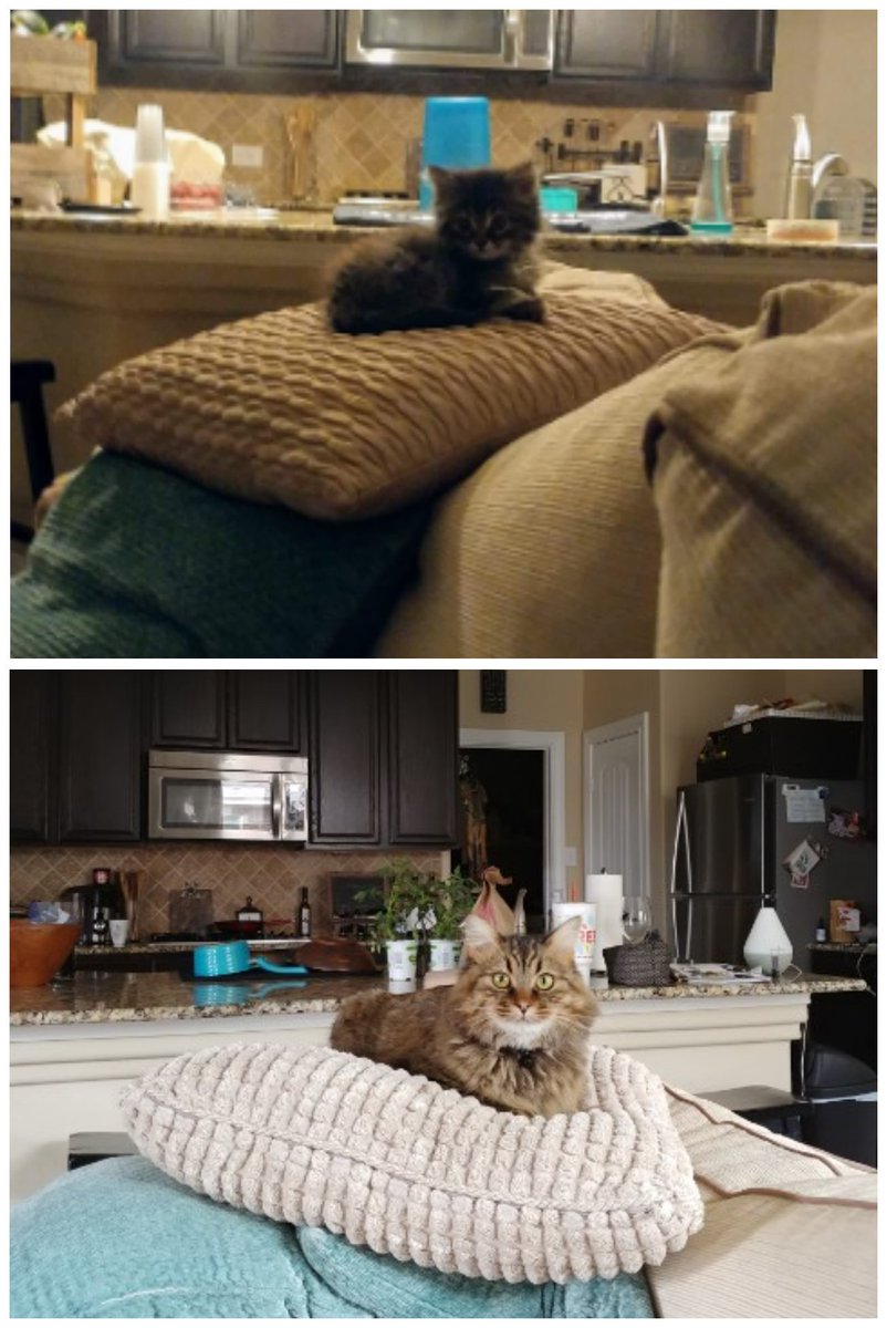 apinkerton78's tweet photo. What a difference a year makes! @padiminkerton @MasonC19 #smallwilliam https://t.co/4QxPyfjTs0