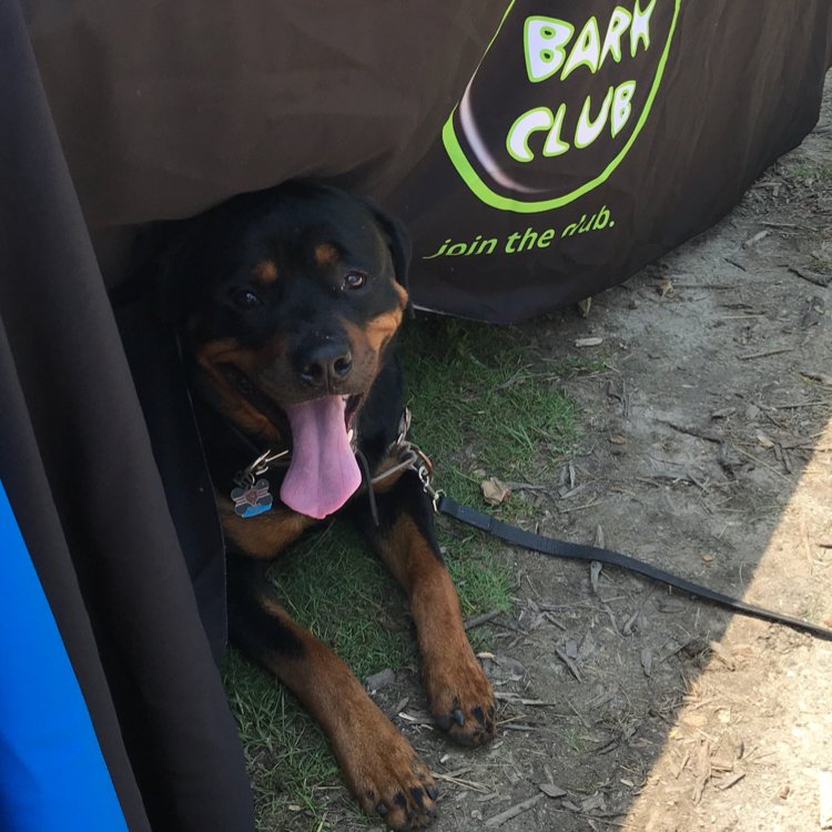 EdgewaterDog's tweet image. Due to excessive heat, Edgewater Dog Park “Play Ball!” Party rescheduled for Sunday July 1 from 5-7PM. Prizes! Treats! Balls! Come &amp;amp; support your local dog park! #toodarnhot #dogpark #edgewater #dogslife #volunteers #playball