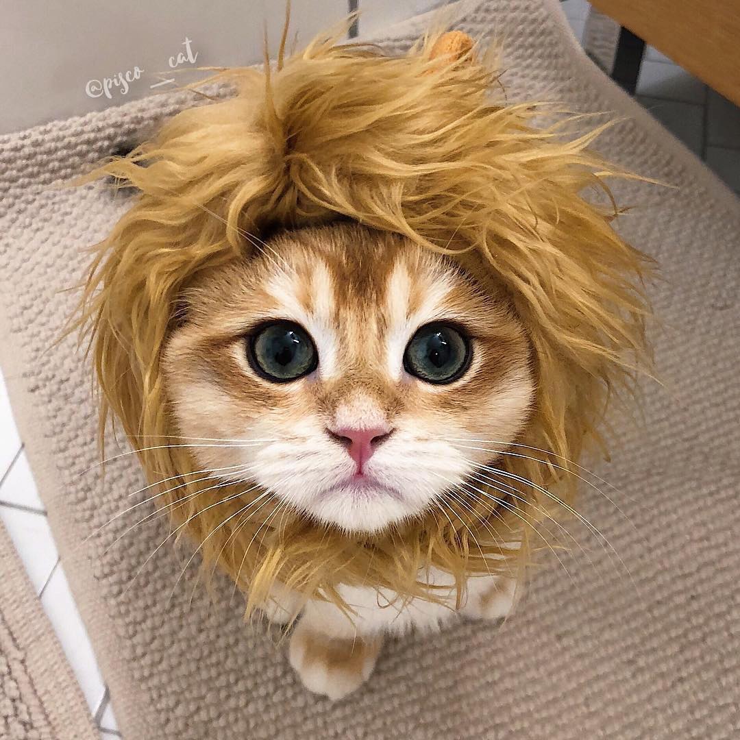 stevengomes_24's tweet photo. #cats #catsofcleveland #catsmodels #catshop #catslikelaundry #catsloverworld #Catsname #catsonpillows #catsbeatiful #caturday #catslover https://t.co/6XcKqJk78E