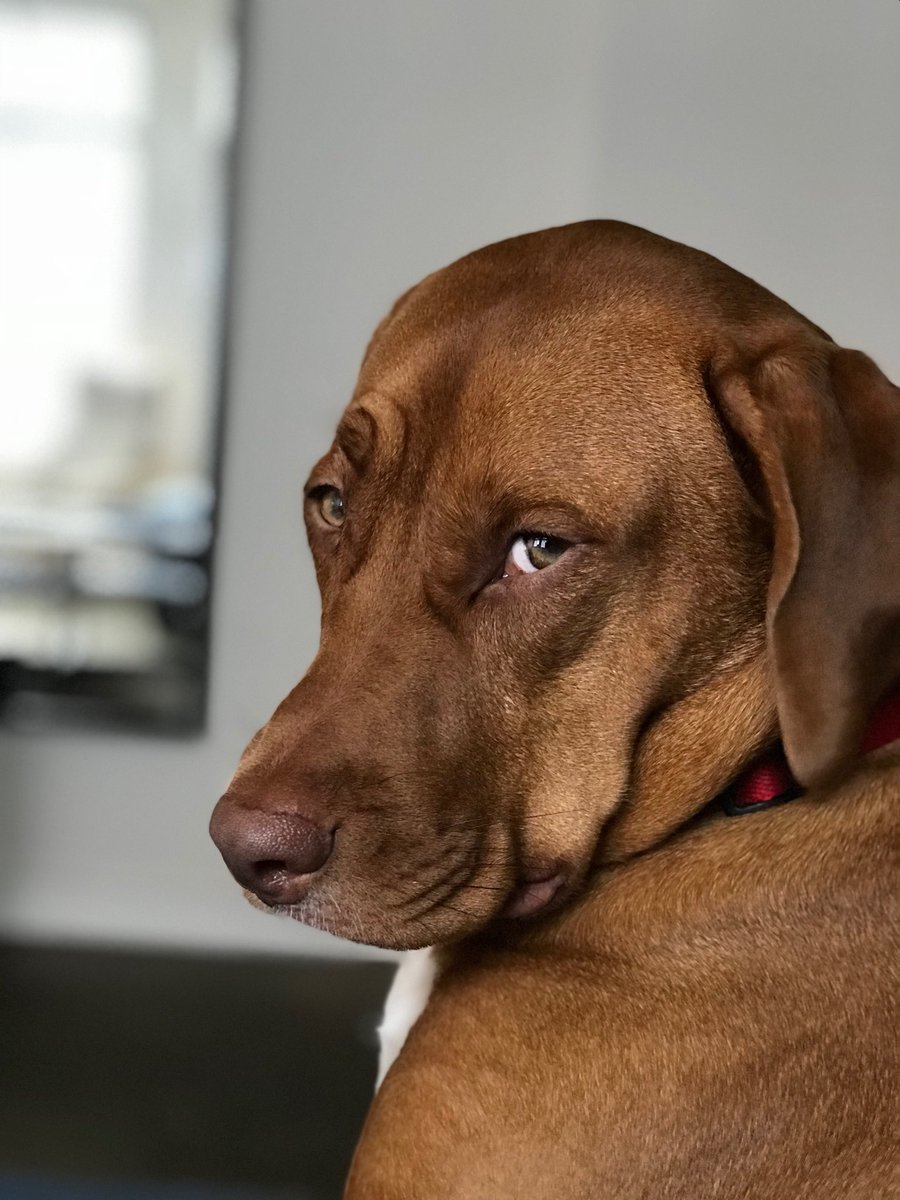 Joshua Karp tweet media