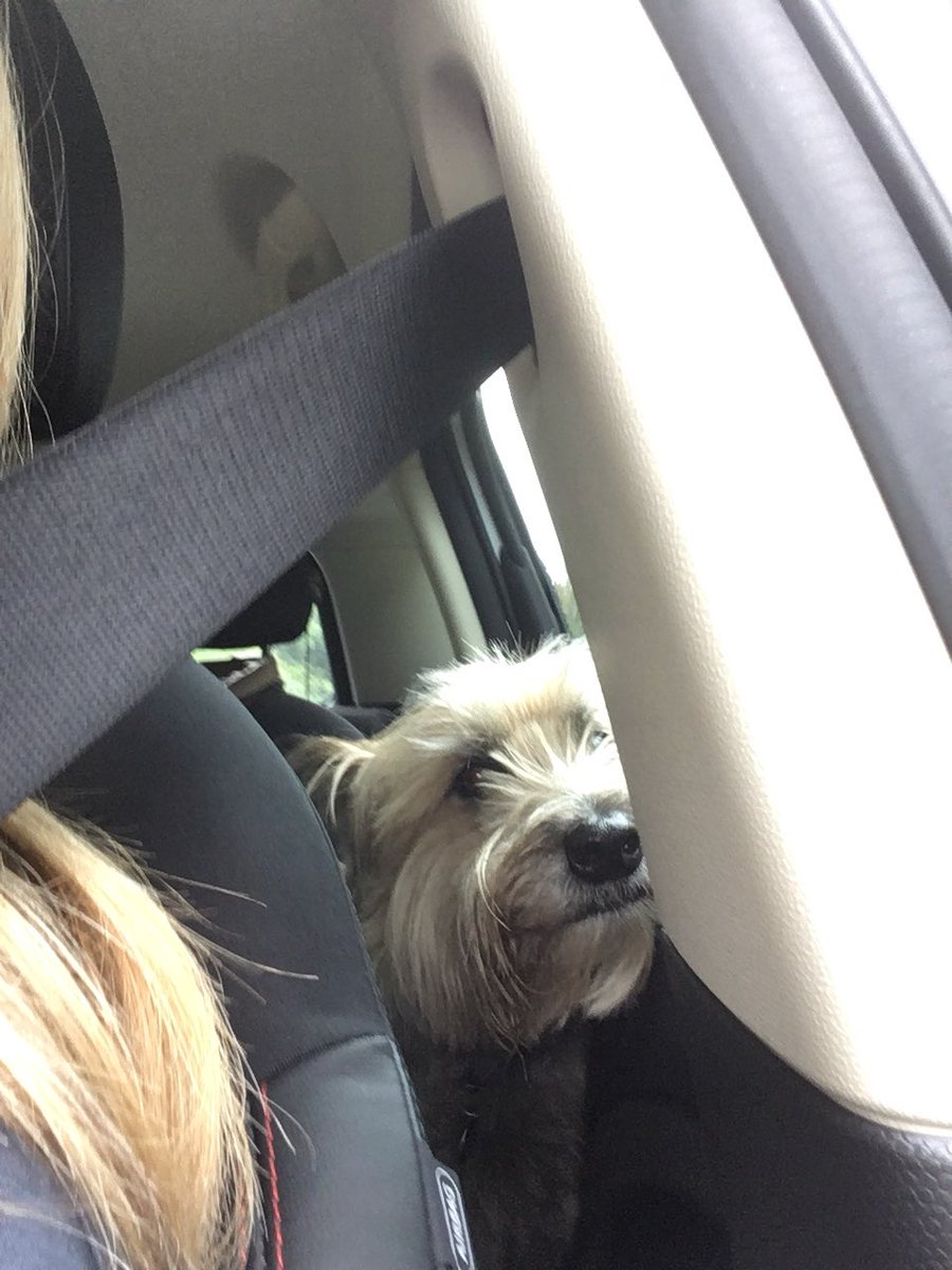 bisleythedog's tweet photo. Minor hold up on our way home #devontraffic https://t.co/F7sdAPMLhq