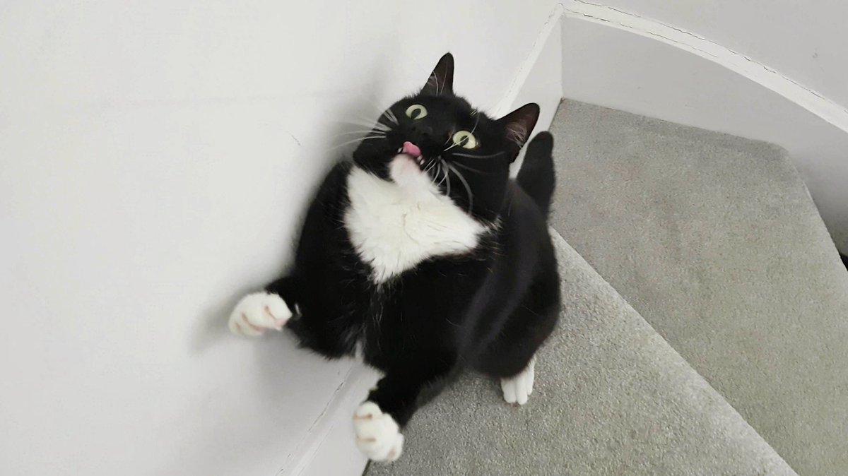 CuriousZelda's tweet photo. One small step for man... 
One giant blep for catkind https://t.co/0mHOkbA0qq