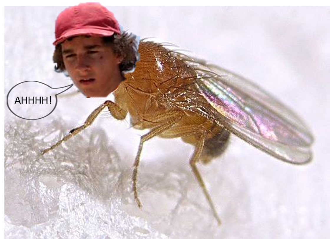 EMeeka157's tweet photo. Stanley Yell-gnats https://t.co/AkFM4C5GHl