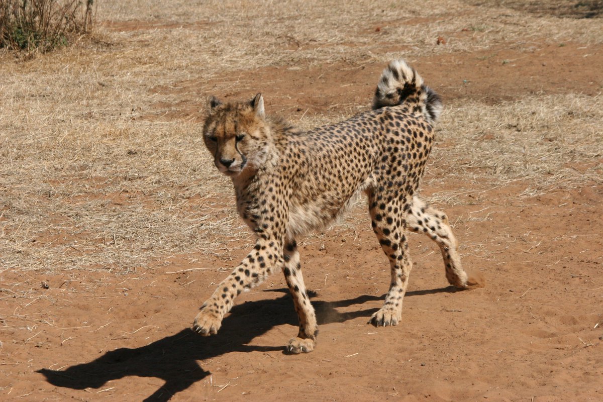 Marchxxd's tweet photo. Faith, from #CheetahExperience, has a unique curled tail, possibly due to genetics or a brain injury she received as a cub. It didn't stop the spring in her step though😁 Read more about Faith the cheetah here; https://t.co/z8ojlw8jiK https://t.co/4TFOef05pd