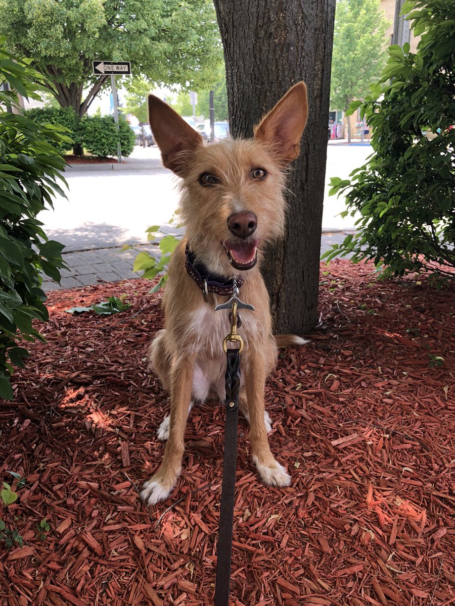 MustLoveDogsBou's tweet photo. Kiwi - we always get skinny dog comments.  She’s a Sighthound and supposed to be skinny/lean.  She is perfect! #skinnydog #podenco #podencoandaluz #kiwithepodenco #healthydog #fuzzydog https://t.co/X1U9E77dco