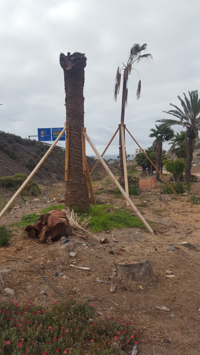 ProtestaLPGC's tweet photo. Parque de la Ballena, lugar de replantación de las palmeras arrancadas por el ayuntamiento.
¿Crees que tienen buen aspecto @Imedinamonte?
@AdapaCanarias 
@EQUO_GC_Pilar 
@EquoGranCanaria 
@EcologistasLPGC 
@turconecologia 
@BenMagecEeA https://t.co/ZnIxOVDOuF