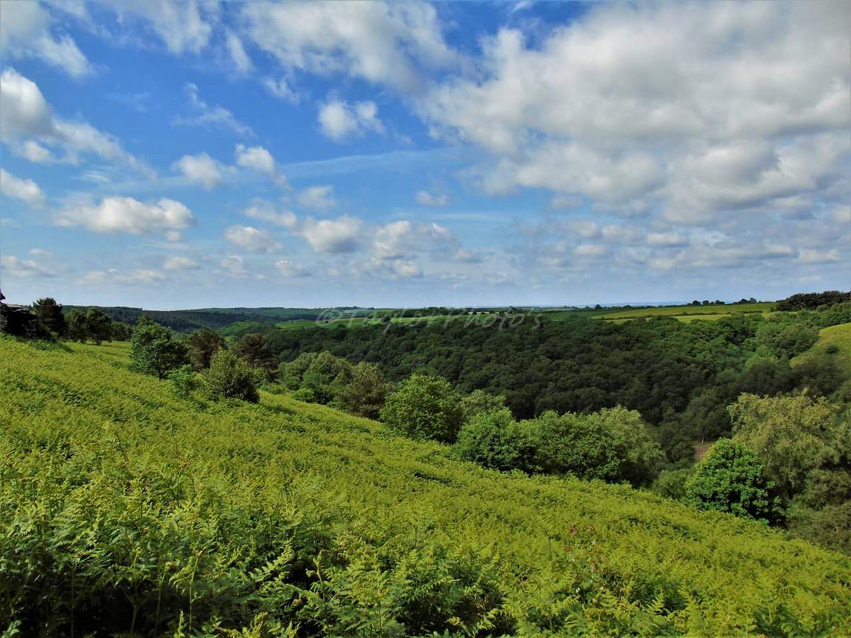 FOXY3282's tweet photo. Some photo's from dalby forest earlier in the week 😊 @LMcGPhotography @AP3_2018 @yorkshireboy @Heathergarner78 @NixSmith73 @zSweeney90 @DaveZ_uk @Scarborough_GB @ScarboroughWx @Zavijavon @Matt_Pinner @l33dtn https://t.co/76VOUo6paO