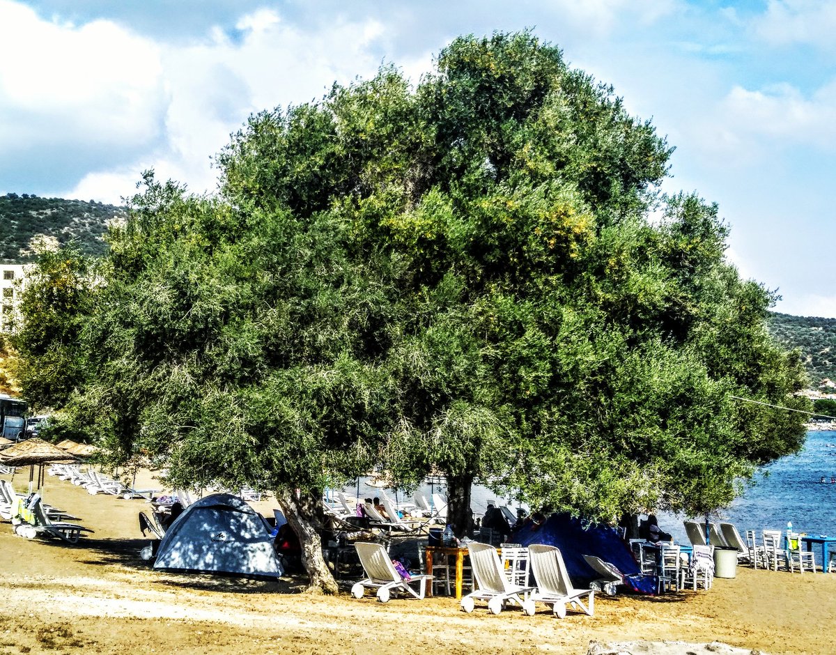Çadırlı konaklamalarda;
Kişi başı:
Tam: 30₺
Öğrenci: 25₺
Bisikletli: 20₺
#bisikletdostuişletme #kamping #çadır #tatil #denizköy #dikili #izmir #bisiklet #eğlence #müzik #deniz #kum #güneş #hamak
