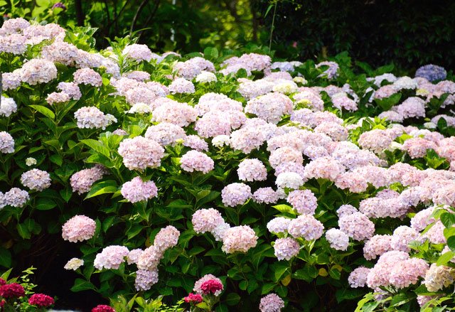 暦生活 こよみせいかつ 日本の季節を楽しむ暮らし 今日は6月18日 旧暦5月5日 の月曜日 紫陽花 あじさい 紫陽花は梅雨時を象徴する日本固有の花です 万葉集にも名前が出てくるほど古くから知られています 暦生活 T Co Opnu64fisu