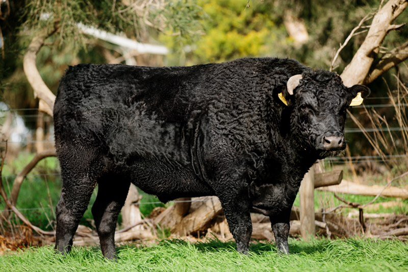 RangerCattle's tweet photo. To all the strong, protective, loving sires out there, #HappyFatherDay from Ranger Cattle. #MayuraL10 #RangerCattle @MayuraStation1 https://t.co/Qvl4XbYdo9
