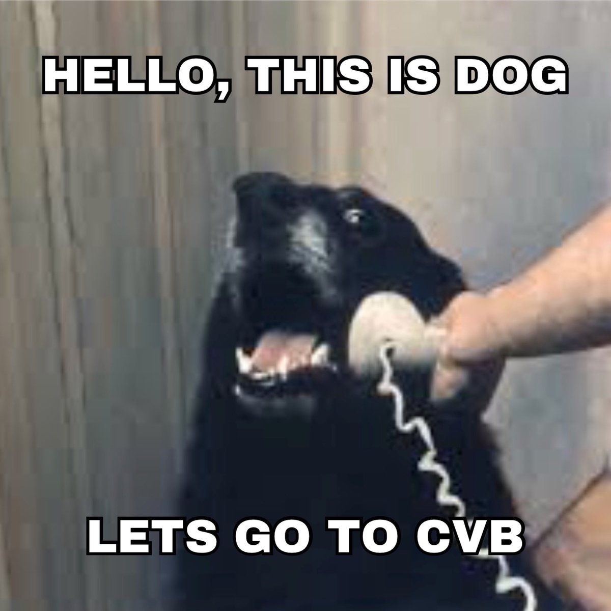 CVBrewingCo's tweet photo. It’s Sunday, and it’s a dog Day Afternoon. Bring in your furry buddy and get $1 off all pints and flights. Every Sunday at CVB. #dog #hellothisisdog #dogdayafternoon #furbaby #pupper #doge #pupper #beer #dogsandbeer #craftbeernotcrapbeer #iwantmycvb https://t.co/kImb6Qa10a