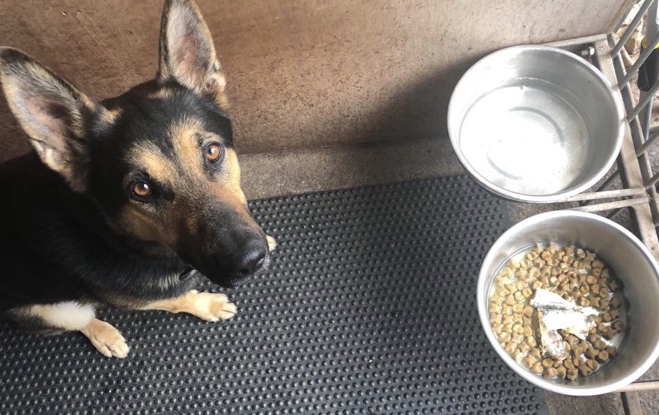 RPDQuest's tweet photo. It’s #SardineSunday our favourite day of the week 🐾🐾 https://t.co/3gBICuNboa