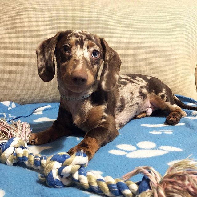 HugADachshund's tweet photo. Beautiful Otto! 🐶🐕🌭 @otto_thetweenie_weenie
▪▪▪
#Hugadachshund #dachshund #dachshunds #dachshundoftheday #dachshundsofinstagram#dachshundlove #doxie #doxies #doxiesofinstagram #doxielove #sausagedog #sausagedogs #wienerdog #dog #dogs #dogsofinsta… https://t.co/r5b3sF0PUF https://t.co/8xbeVSs3Vg