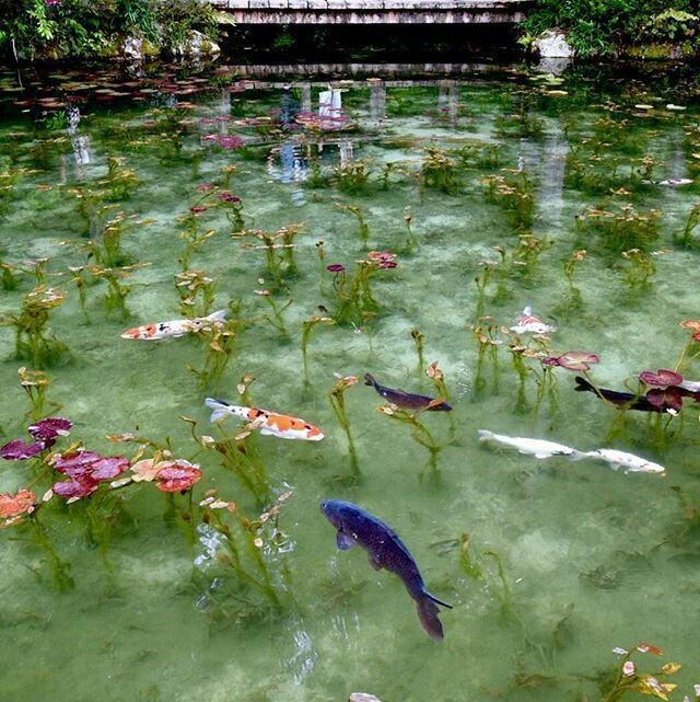 Merve_Yigit_'s tweet photo. Japonya'daki "Monet Gölü"

Görüntüleri önce resim sandım, gerçekmiş. Zaten göl Monet tablolarına benzerliği ile bu ismi almış. Güzelliğinden ağlamalık. https://t.co/BHJbVjVg4o