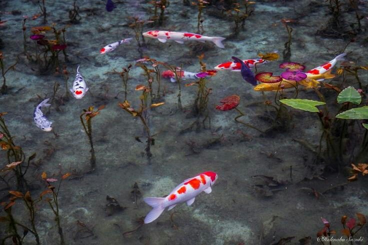 Merve_Yigit_'s tweet photo. Japonya'daki "Monet Gölü"

Görüntüleri önce resim sandım, gerçekmiş. Zaten göl Monet tablolarına benzerliği ile bu ismi almış. Güzelliğinden ağlamalık. https://t.co/BHJbVjVg4o