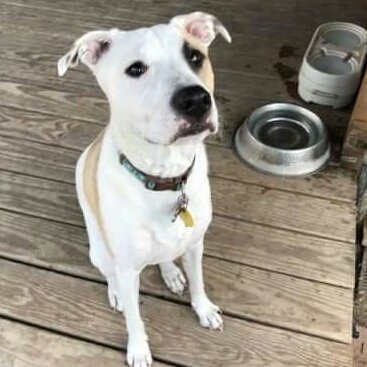 RubyDawgOffcial's tweet image. Can I go play now?
#RubyDog #Rubydawg #PupHubBoarding #dogsoftwitter #dogcelebration