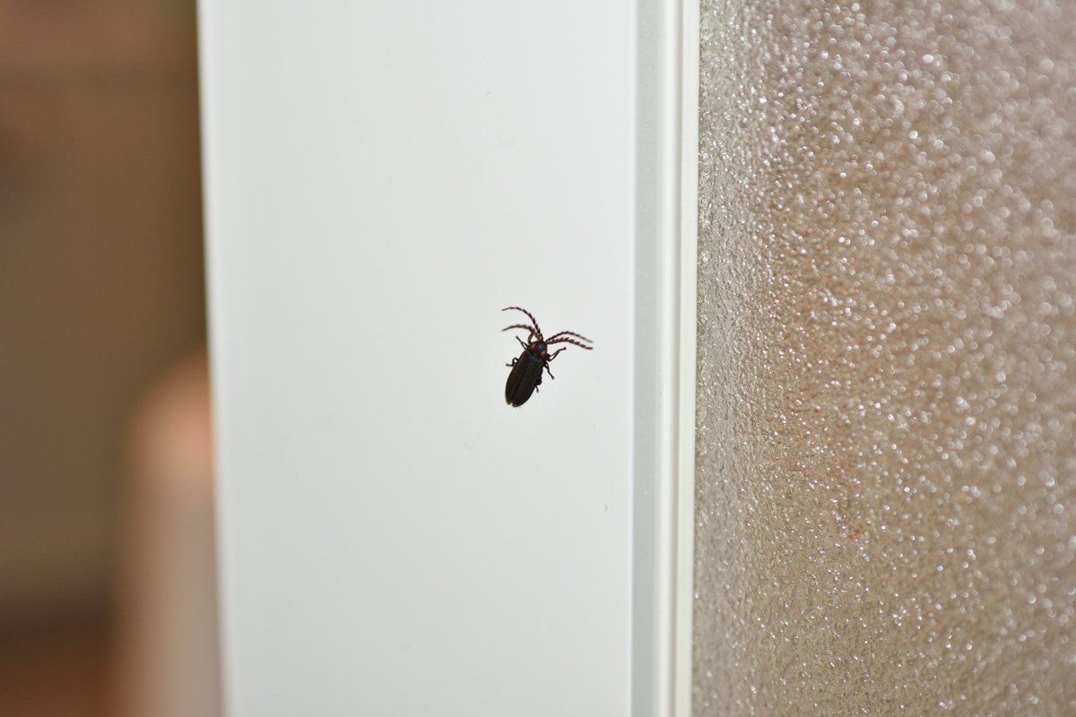 Deeeee1c 家の中で蛍みたいなよくわかんないの見つけたけど甲虫系苦手だから調べて画像いっぱい出てくるとちょっとやばい W モドキもいるしホタルでも多い種ぽいし別に珍しくはなかった 鳥とか猫とかもふもふが撮りたいのに見つけるのは虫