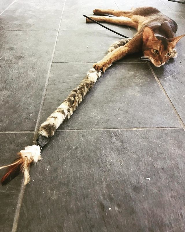 vt4cats's tweet photo. I caught it, catdad (after dragging it across the house with much animated chatter)! Happy Father’s Day, Cat Dad @tchazzard #catdad #fathersdaygifts #bestcatdadever #catpresents #catchatter #abyssiniansofinstagram https://t.co/z9dzqSMVCa https://t.co/PTkVUnTql3