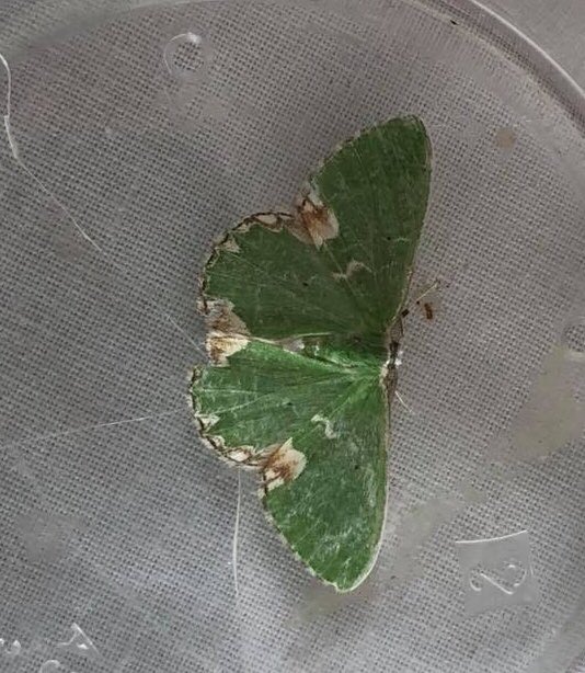 DanielCMartin1's tweet photo. A great #social today @ButterfliesEM #HoeGrange meeting many old faces & some new,many highlights inc Blotched Emerald #moth, #Orchids & DarkGreenFritillary nearby. Best find was a local scarce singing Corn Bunting after in the #Peak @Derbyshirebirds @BirdsDerbyshire @Mightychub https://t.co/LsMCArBC1o