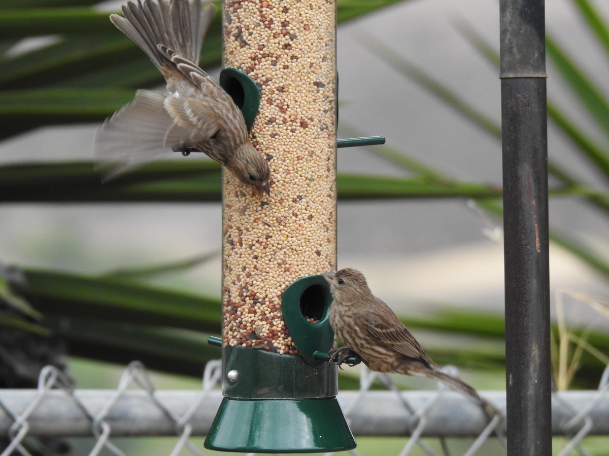 Lance Foxx On Twitter I Moved The Bird Feeder From The Front