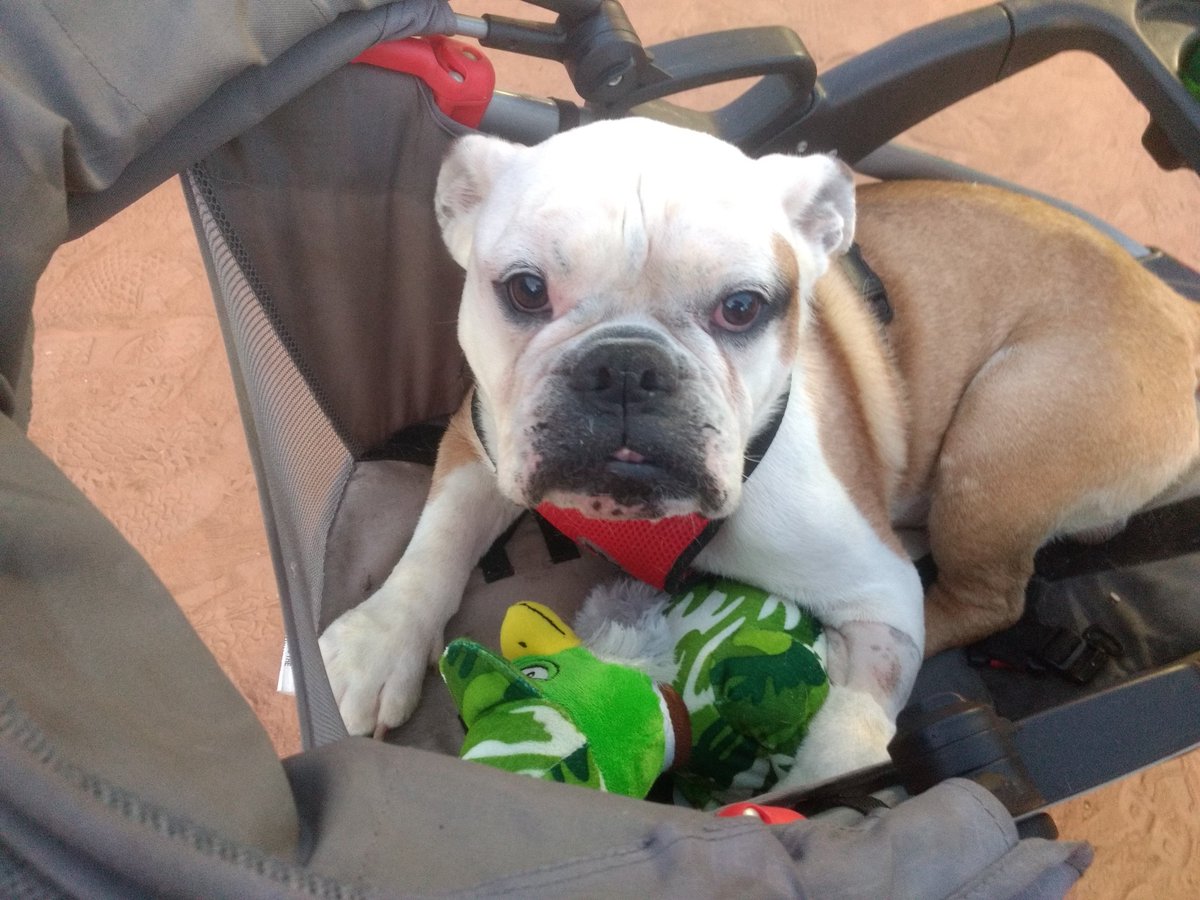 NemoWrinklesV's tweet photo. I almost jumped out of my stroller trying to get a new toy so skin brother won me one playing a carnival game. Woohoo! #Nemowrinkles #Nemostrong #Bulldogs #dogsofinstagram #dogsoftwitter #doglovers #duckdynasty #LymeDisease #Lyme #lymenephritis #KidneyDisease #summerfun https://t.co/xGp1ydBDim